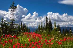Meadows in the Sky-0559.jpg Meadows in the Sky-0559.jpg